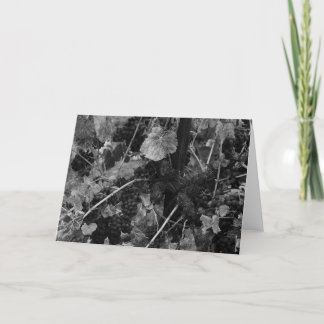 Detail der Trauben, Textilkaufmann Vineyard, Napa, Karte