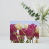 Detail der Tulpen. Guthaben wie: Don Paulson / Postkarte (Stehend Vorderseite)