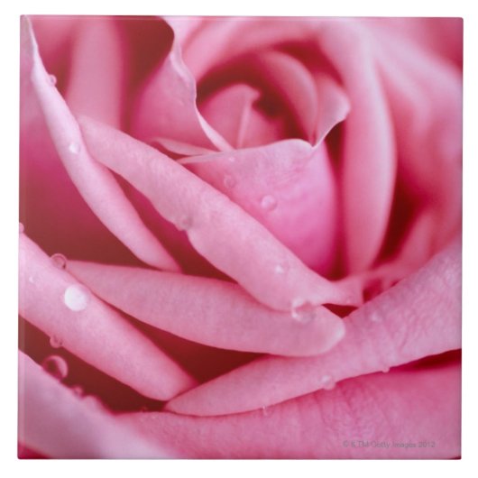 Detail einer Rose Fliese (Vorderseite)
