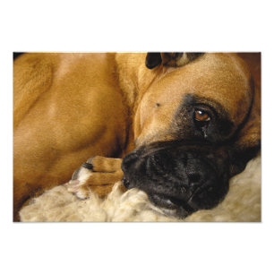 Detail eines Boxers Fotodruck