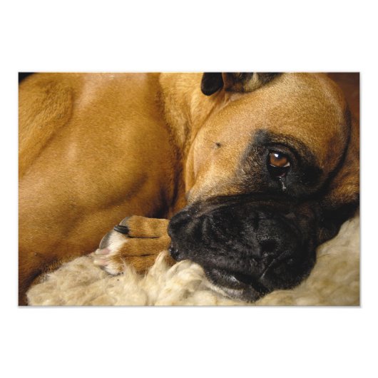 Detail eines Boxers Fotodruck (Vorne)