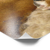 Detail eines Boxers Fotodruck (Ecke)