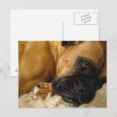 Detail eines Boxers Postkarte (Vorne/Hinten)