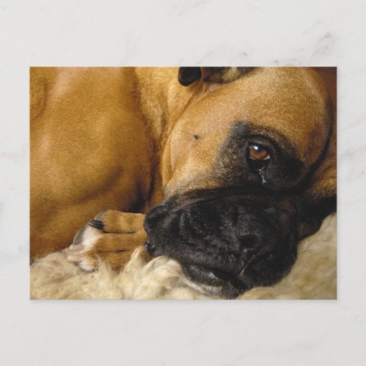 Detail eines Boxers Postkarte (Vorderseite)