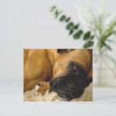 Detail eines Boxers Postkarte (Stehend Vorderseite)