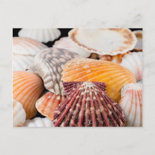 Detail Muscheln aus aller Welt 2 Postkarte