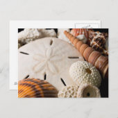 Detail Muscheln aus aller Welt Postkarte (Vorne/Hinten)