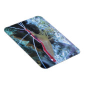 Detail-Shrimp RED WHITE SHRIMP CRAWFISH UNDERWA Magnet (Rechte Seite)