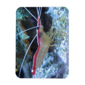 Detail-Shrimp RED WHITE SHRIMP CRAWFISH UNDERWA Magnet (Vertikal)