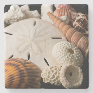 Detail von Muscheln aus aller Welt Steinuntersetzer
