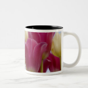 Detail von Tulpen. Bildnachweis: Don Paulson / Zweifarbige Tasse