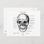 Detailansicht des Schädels Postkarte (Vorne/Hinten)