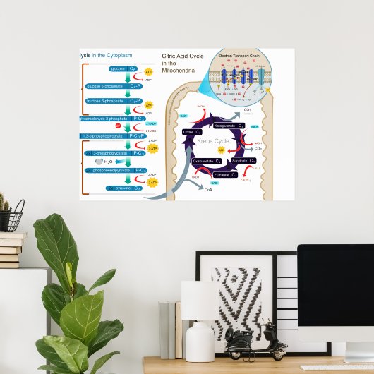Detaillierte Abbildung der zellulären Atmung Poster (Heimbüro)