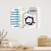 Detaillierte Abbildung der zellulären Atmung Poster (Küche)