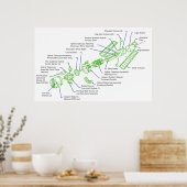 Detaillierte Abbildung des Hubble-Weltraumteleskop Poster (Küche)