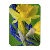 Detaillierte Blume von Dioxol und Hyazinthen. Guts Magnet (Vertikal)