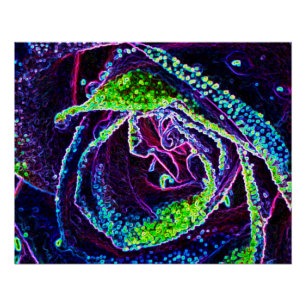 Detaillierte Schwarz-weiße blaue und grüne Rose Poster