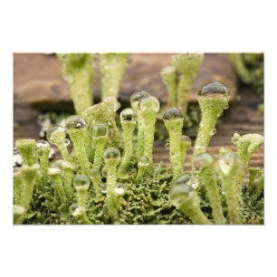 Details der Regentropfen auf Lichen. Kredit als: D Fotodruck