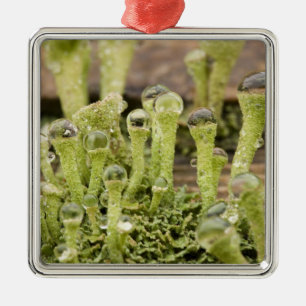 Details der Regentropfen auf Lichen. Kredit als: D Ornament Aus Metall