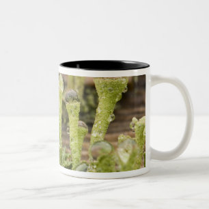 Details der Regentropfen auf Lichen. Kredit als: D Zweifarbige Tasse