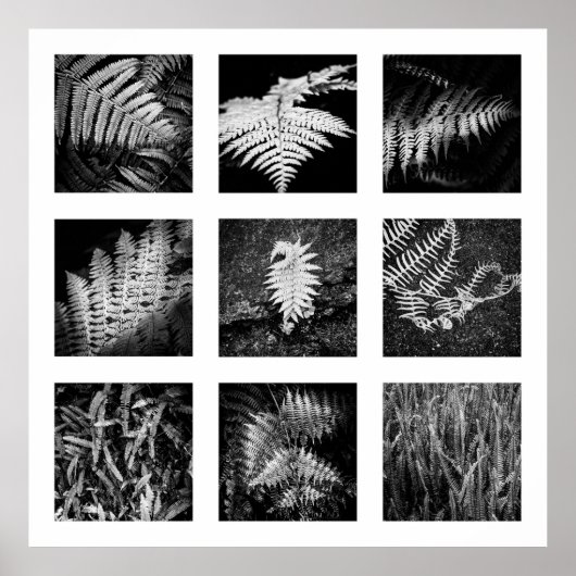 Details der Reihe Natur - Ferns Poster (Vorne)