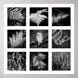 Details der Reihe Natur - Ferns Poster