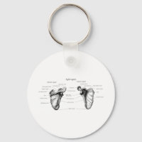 Details zum Scapula