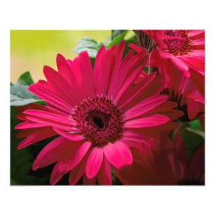 Details zur rosa Daisy Fotodruck