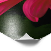 Details zur rosa Daisy Fotodruck (Ecke)