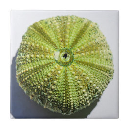 Details zur Struktur der Muschel im Seeozean Fliese