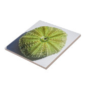 Details zur Struktur der Muschel im Seeozean Fliese (Seite)