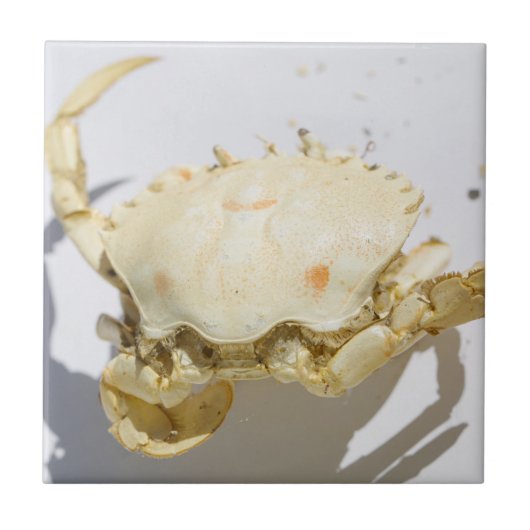 Details zur Struktur der Seekrabbe-Muschel Fliese (Vorderseite)