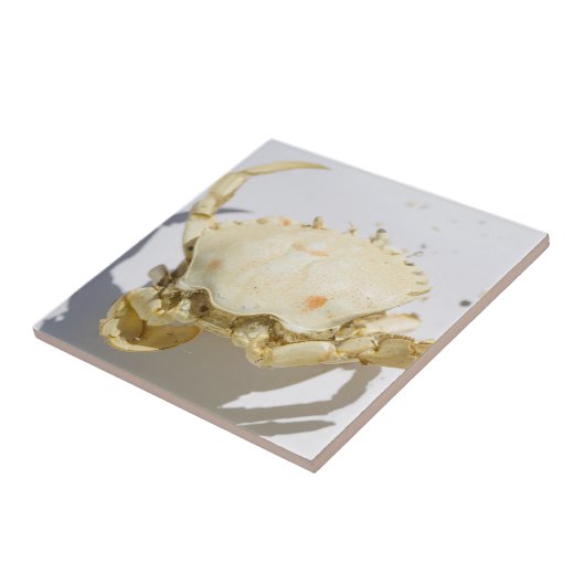 Details zur Struktur der Seekrabbe-Muschel Fliese (Seite)