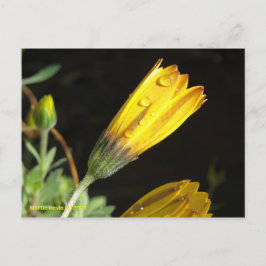 Deu auf einem Gelben Schwanz - Postkarte