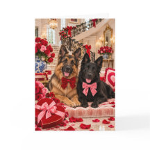 Deutsch Drahthaar Belgischer Schäferhund Valentins