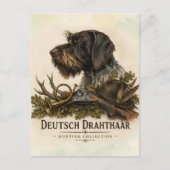 Deutsch Drahthaar - Jagdkollektion Postkarte (Vorderseite)