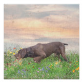 Deutsch Drahthaar Poster (Vorderseite)