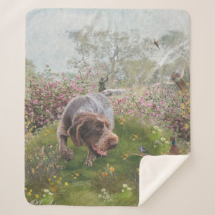 Deutsch Drahthaar Sherpadecke