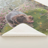 Deutsch Drahthaar Sherpadecke (3/4)