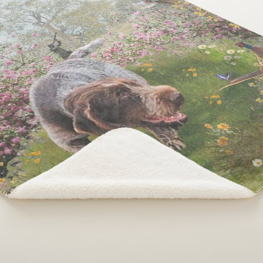 Deutsch Drahthaar Sherpadecke (3/4)