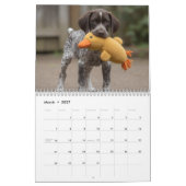Deutsch Drahthaar Welpen 2027 Kalender (Mär 2027)