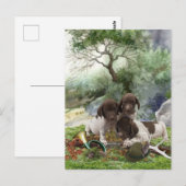 Deutsch Kurzhaarige niedliche Welpen Postkarte (Vorne/Hinten)