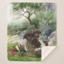 Deutsch Kurzhaarige niedliche Welpen