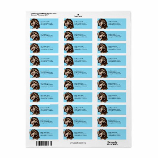 Deutsch Kurzhaarige Pointer Karibik (Vorne)