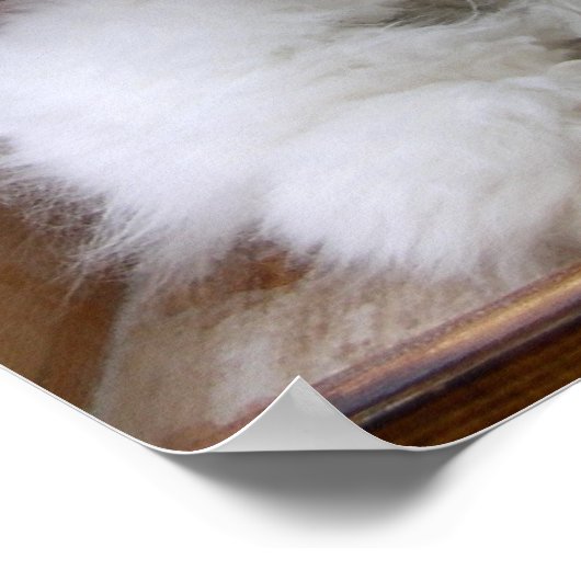 DEUTSCHE ANGORA RABBIT HINZUGEFÜGT POSTER (Ecke)