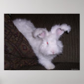 DEUTSCHE ANGORA RABBIT POSTER (Vorne)
