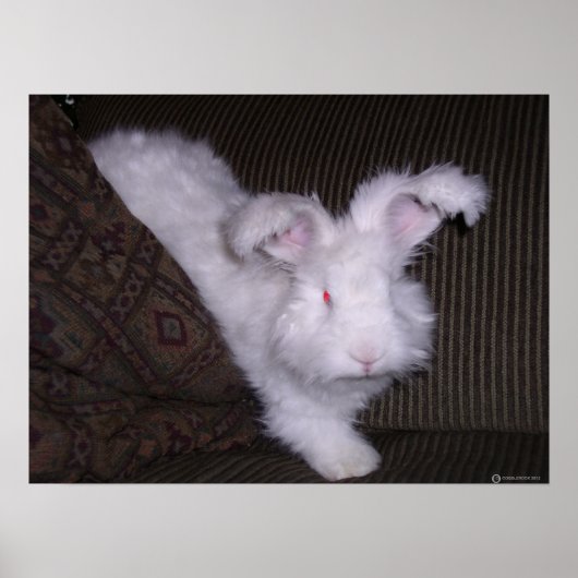 DEUTSCHE ANGORA RABBIT POSTER (Vorne)
