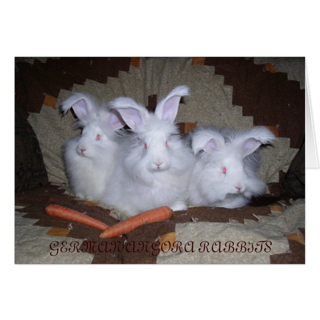 DEUTSCHE ANGORA RABBITS (Vorderseite (Horizontal))