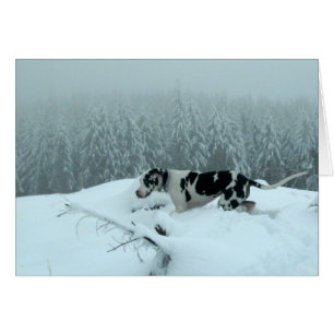 Deutsche Dogge "Bargeld" im Schnee