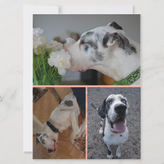 Deutsche Dogge Geburtstagseinladung mit 3 Fotos Einladung